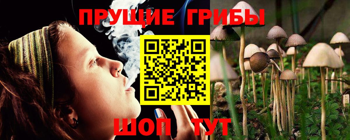Жуковский  Галлюциногенные грибы Psilocybine cubensis  Вход с VPN 